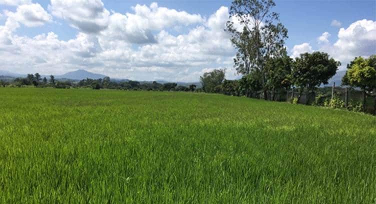 SoftBank Deploys its AI-powered ‘e-kakashi’ Solution for Smart Rice Farming Project in Colombia