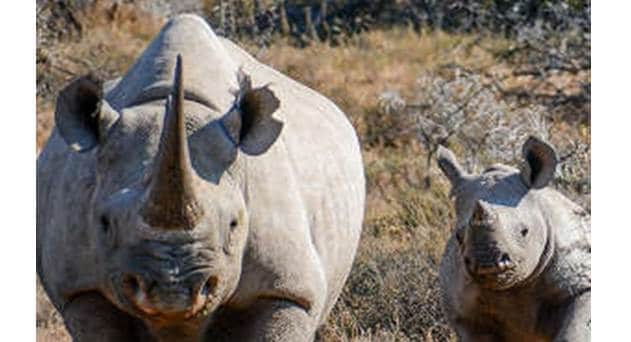 MTN Group, IBM to Harness IoT to Save Africa&#039;s Rhinos