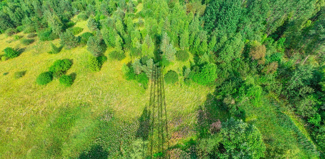 Smart Data: The Key to Sustainable Cities and Resilient Forests